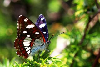 Akdeniz Hanmeli Kelebei (Limenitis reducta)