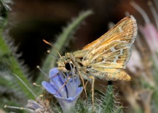 Gm Benekli Zpzp (Hesperia comma)