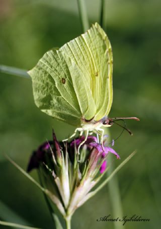 Orakkanat (Gonepteryx rhamni)