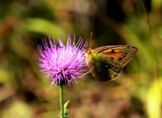 Sar Azamet (Colias croceus)