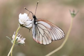 Al Beyaz (Aporia crataegi)