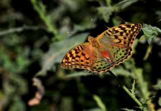 Bahadr (Argynnis pandora)