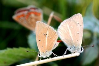 okgzl Anadolu Beyaz (Polyommatus menalcas)