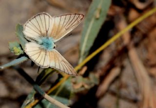 okgzl Anadolu Beyaz (Polyommatus menalcas)