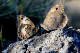 Anadolu Yalanccads (Pseudochazara anthelea)