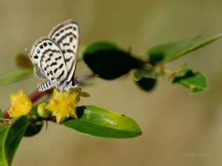 Balkan Kaplan (Tarucus balkanicus)