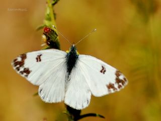 Yeni Beneklimelek (Pontia edusa)