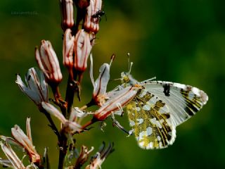 Da Oykls (Euchloe ausonia)