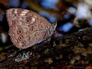 Aa Esmeri (Kirinia roxelana)