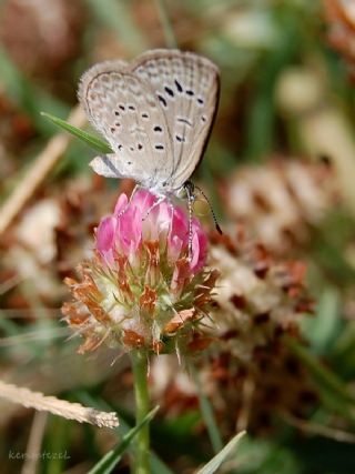 Karsandra (Zizeeria karsandra)