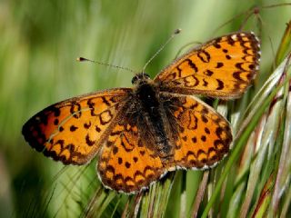 Gzel parhan (Melitaea trivia)
