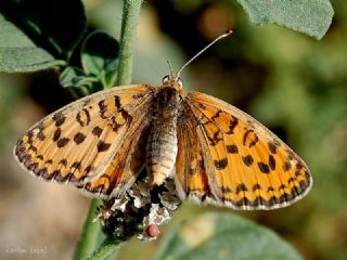 Gzel parhan (Melitaea syriaca)