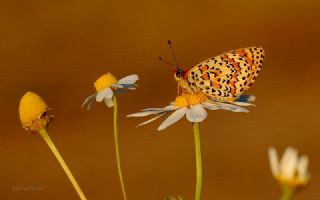 Gzel parhan (Melitaea trivia)