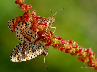 Gzel parhan (Melitaea syriaca)