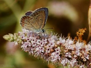 okgzl Meneke Mavisi (Polyommatus thersites)