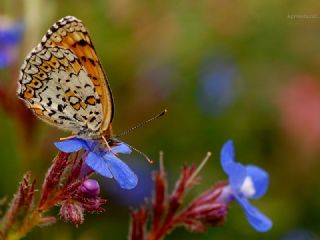 Trkistan parhan (Melitaea arduinna)