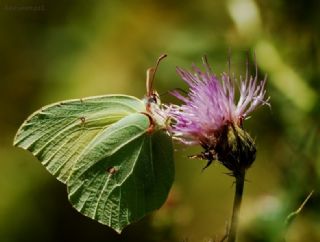 Orakkanat (Gonepteryx rhamni)