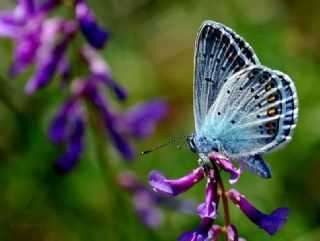 okgzl Amanda (Polyommatus amandus)