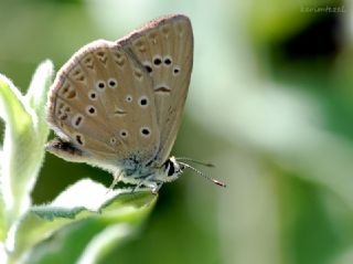 Anormal okgzl (Polyommatus admetus)