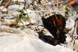 Anadolu Kzlmelei (Hipparchia pellucida)