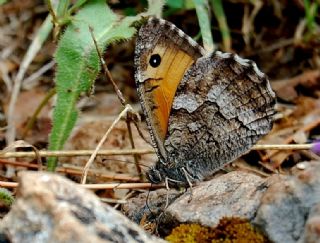 Gney Kzlmelei (Hipparchia senthes)