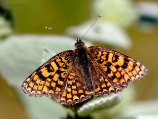 Benekli Byk parhan (Melitaea phoebe)