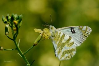 Turuncu Ssl (Anthocharis cardamines)