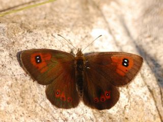 Harem Gzelesmeri (Erebia ottomana)