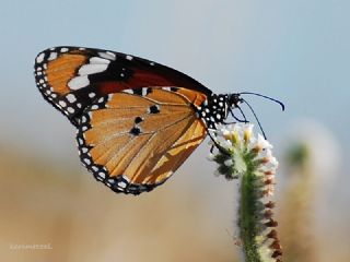 Sultan (Danaus chrysippus)