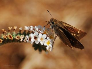Alsides Zpzp (Eogenes alcides)