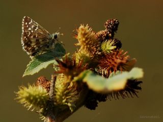 Ege Zpzp (Pyrgus melotis)