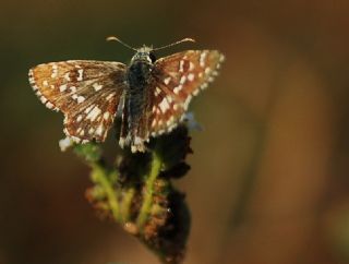 Ege Zpzp (Pyrgus melotis)