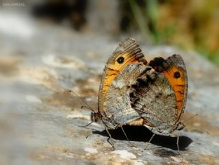 Lidya Yalanccads (Pseudochazara lydia)