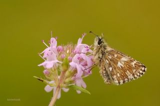 Ebegmeci Zpzp (Pyrgus malvae)
