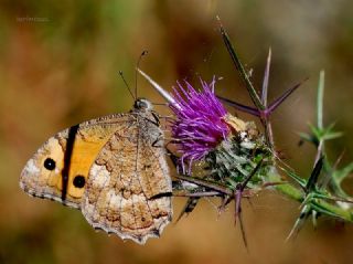 Turan Yalanccads (Pseudochazara telephassa)