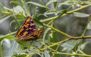 Trakya mparatoru (Apatura metis)