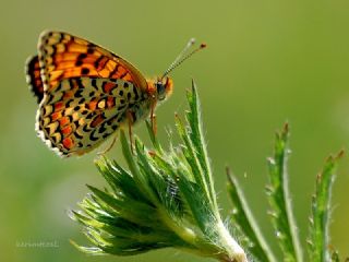 Cezayirli parhan (Melitaea ornata)