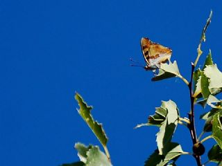 Anadolu ehzadesi (Thaleropis ionia)