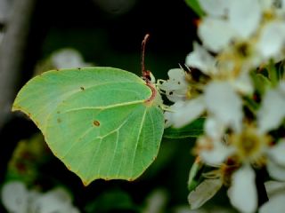 Anadolu Orakkanad (Gonepteryx farinosa)