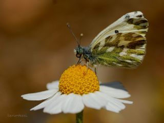 Kk Beneklimelek (Pontia chloridice)