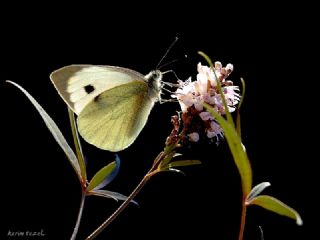 Byk Beyazmelek  (Pieris brassicae)