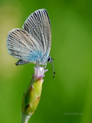 Mavi Osiris (Cupido osiris)