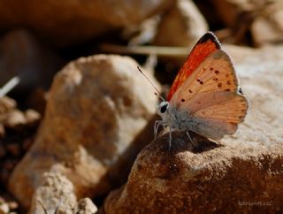 Da Atei (Lycaena thetis)