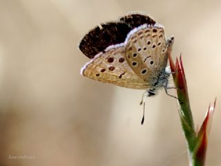 Yunan Turan Mavisi (Turanana taygetica)
