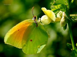 Kleopatra (Gonepteryx cleopatra)