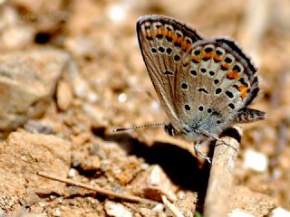 Doulu Esmergz (Plebejus carmon)