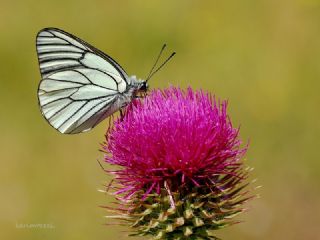 Al Beyaz (Aporia crataegi)