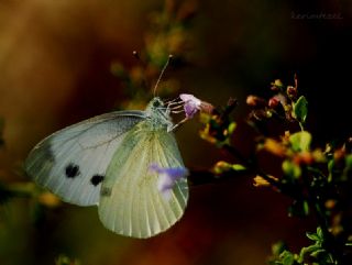 Kk Beyazmelek (Pieris rapae)