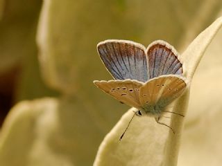 okgzl figenya (Polyommatus iphigenia)