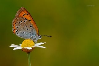 Byk Bakr Gzeli (Lycaena dispar)